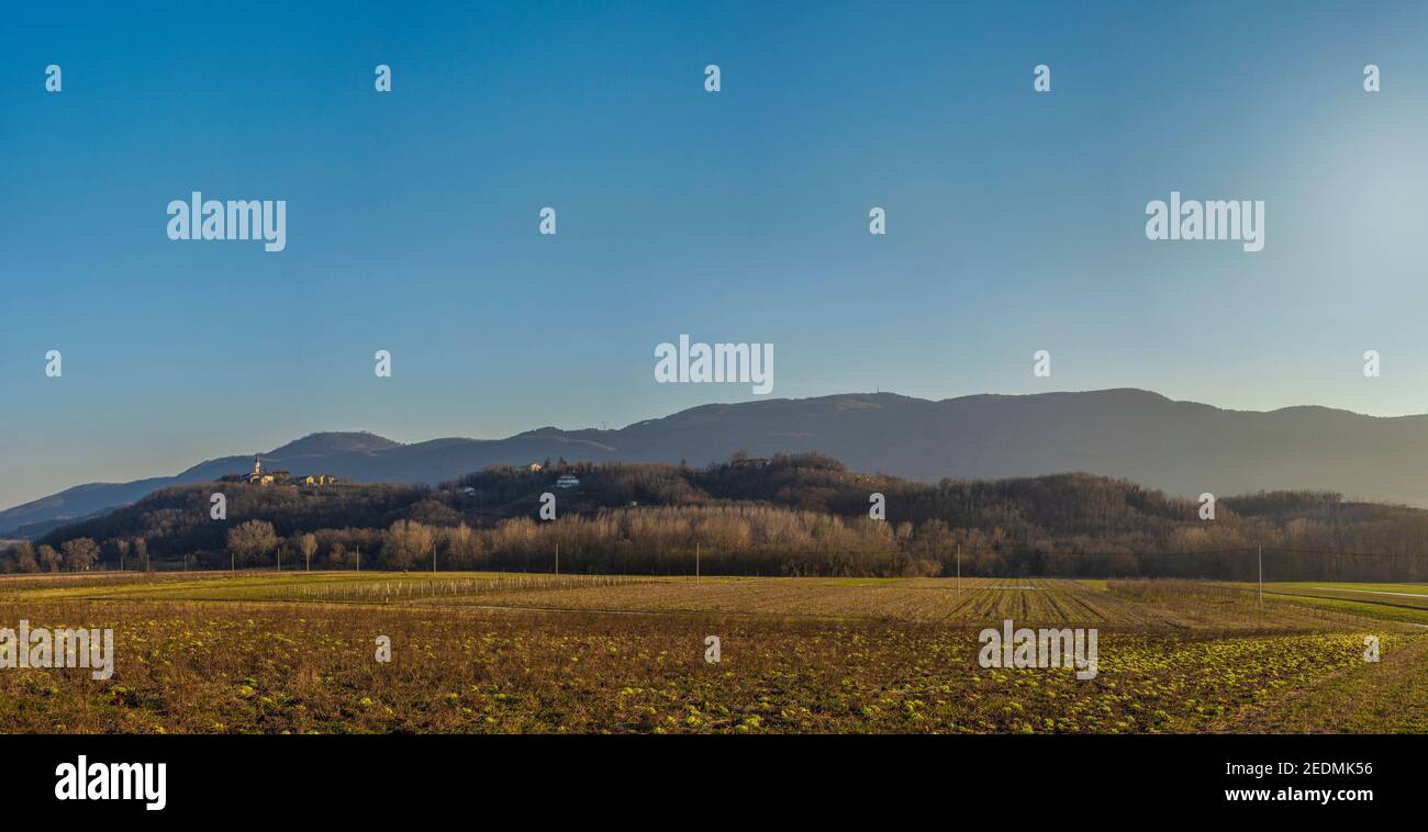 Panorama Photo of Village Gradisce Fields Near Prvacina in Vipava Valley in Slovenia. Among other Cultures Chicory is Growing in Natural Mode Infront. Stock Photo