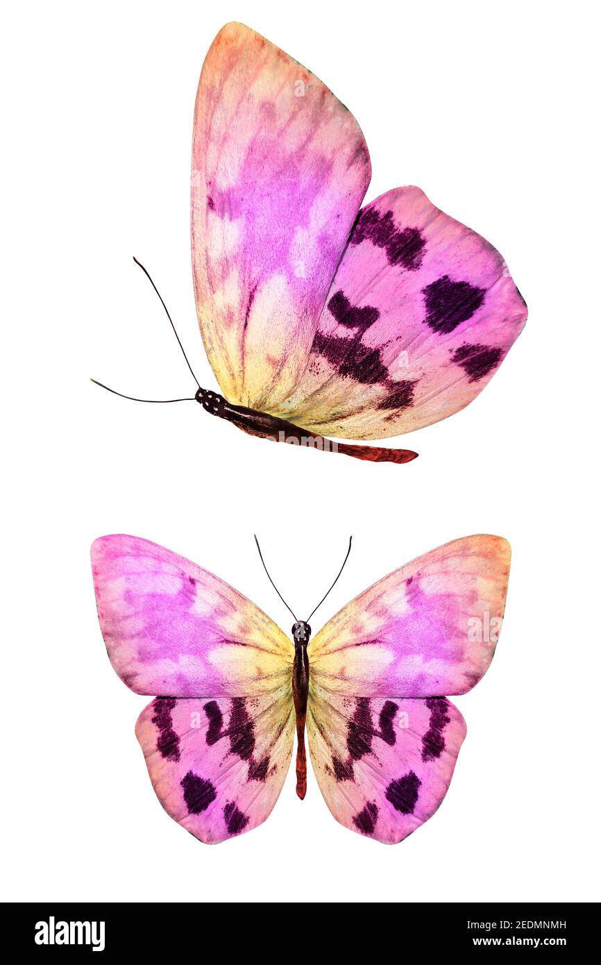 pink butterfly with yellow spots in the fas and profile isolated on a white  background. High quality photo Stock Photo - Alamy