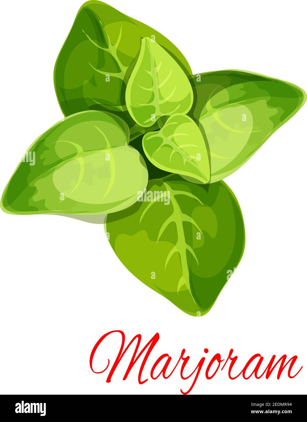 marjoram clipart