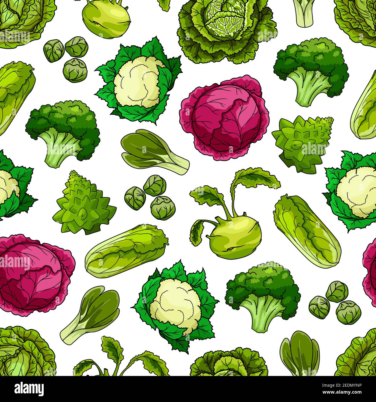 Seamless pattern of cabbage vegetables white and red cabbage, romanesco broccoli, kohlrabi and brussels sprouts, cauliflower, chinese cabbage napa or Stock Vector