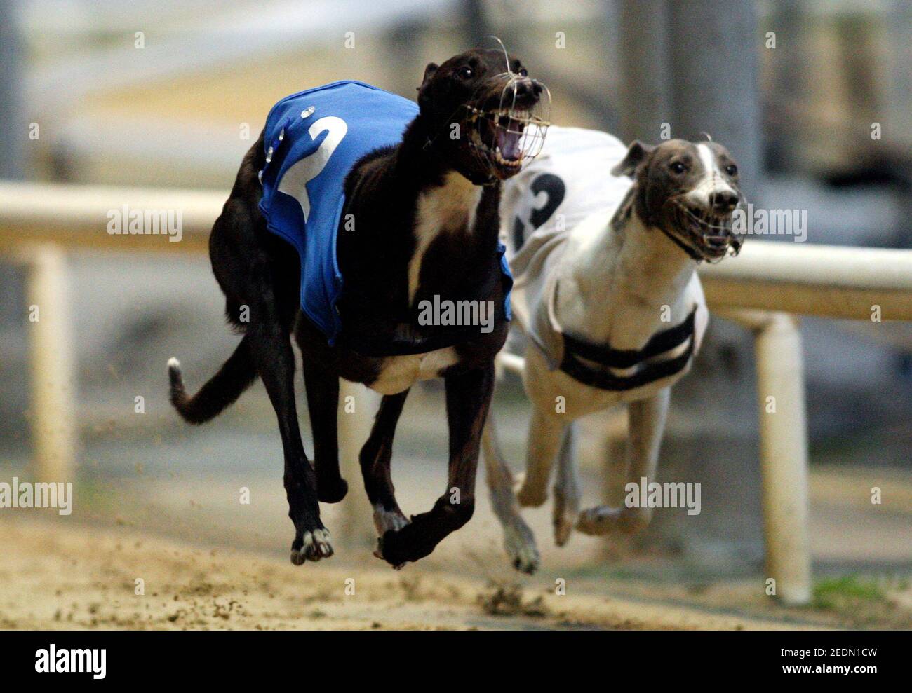 Greyhound Derby High Resolution Stock Photography And Images Alamy