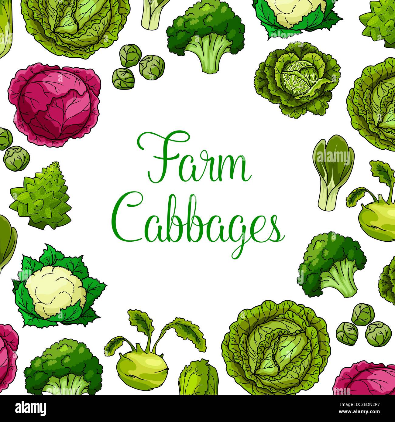 Cabbages vector vegetables with white and red cabbage, romanesco, kohlrabi and brussels sprouts, cauliflower, chinese cabbage and pak choi and scotch Stock Vector