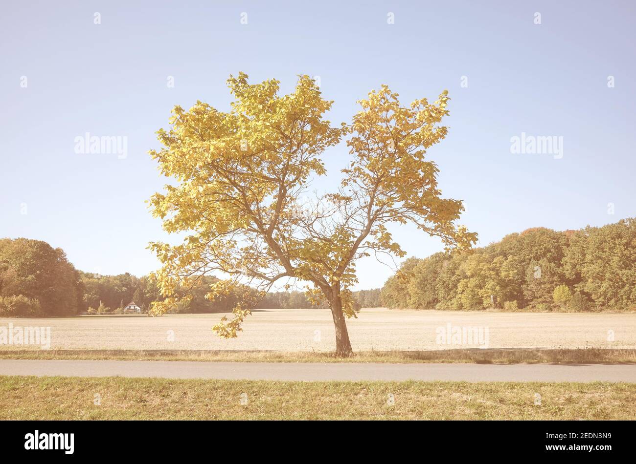 Color toned picture of a lonely tree, color toning applied. Stock Photo