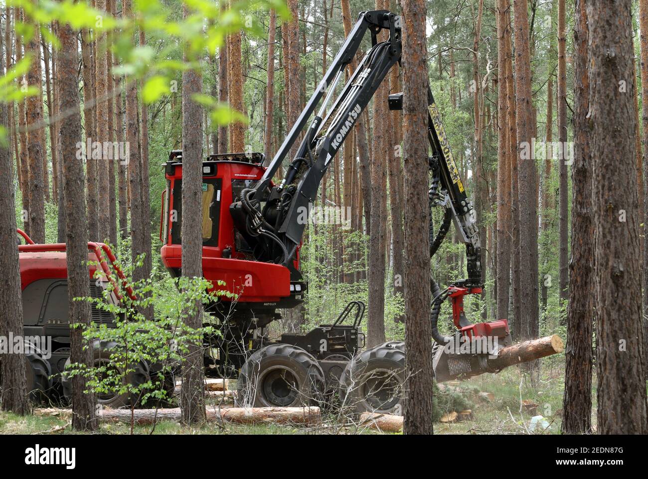 28.04.2020, Doebrichau, Brandenburg, Germany - Harvester picking up a log in a forest for limbing.. 00S200428D155CAROEX.JPG [MODEL RELEASE: NO, PROPER Stock Photo