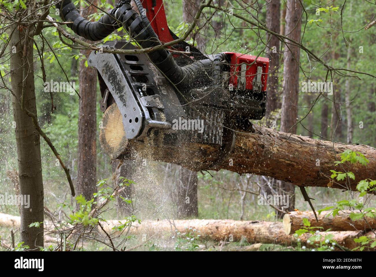 28.04.2020, Doebrichau, Brandenburg, Germany - Tree trunk being cut by the working head of a harvester.. 00S200428D159CAROEX.JPG [MODEL RELEASE: NO, P Stock Photo