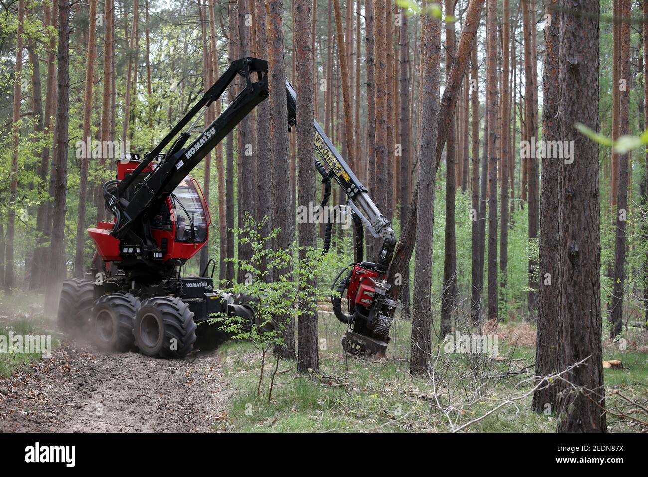 28.04.2020, Doebrichau, Brandenburg, Germany - Harvester felling a tree trunk in a forest.. 00S200428D170CAROEX.JPG [MODEL RELEASE: NO, PROPERTY RELEA Stock Photo