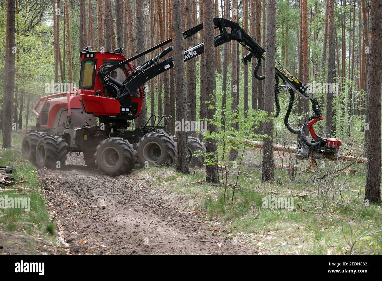 28.04.2020, Doebrichau, Brandenburg, Germany - Harvester picks up a log in a forest for delimbing.. 00S200428D171CAROEX.JPG [MODEL RELEASE: NO, PROPER Stock Photo
