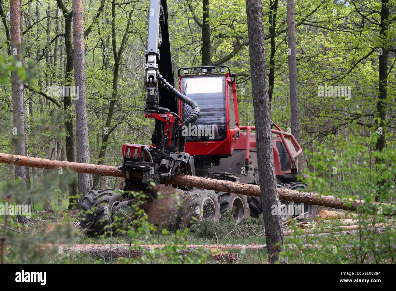 28.04.2020, Doebrichau, Brandenburg, Germany - Harvester picks up a tree trunk in a forest for delimbing.. 00S200428D173CAROEX.JPG [MODEL RELEASE: NO, Stock Photo