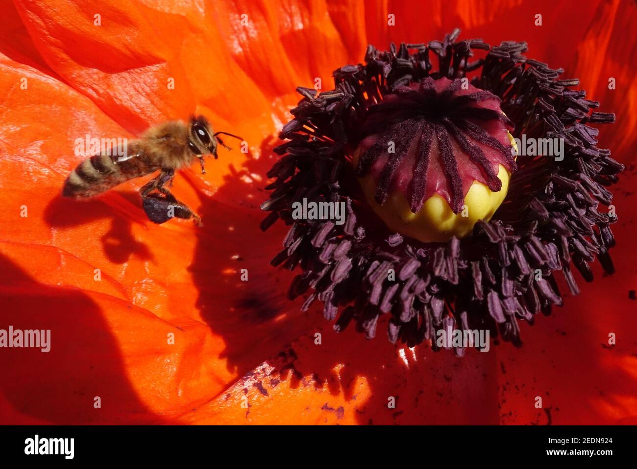 Pistil poppy papaver detail flower hi-res stock photography and images ...