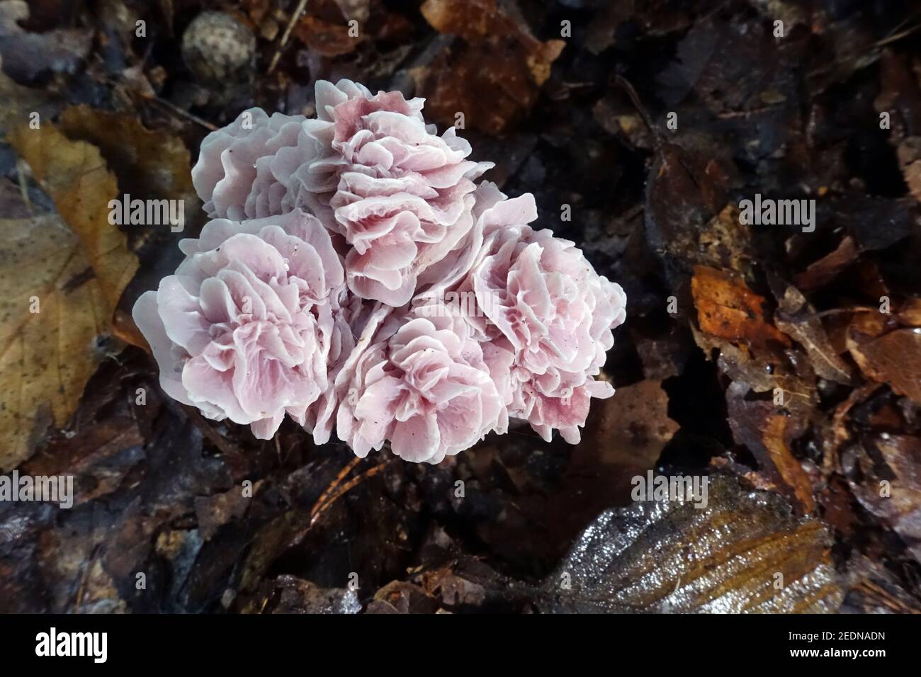 Rare mutation hi-res stock photography and images - Alamy