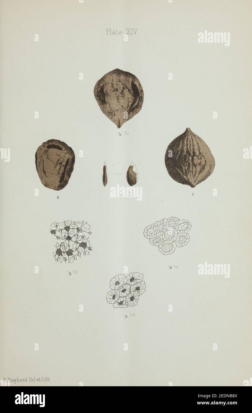 Observations on new vegetable fossils of the auriferous drifts (Plate ...