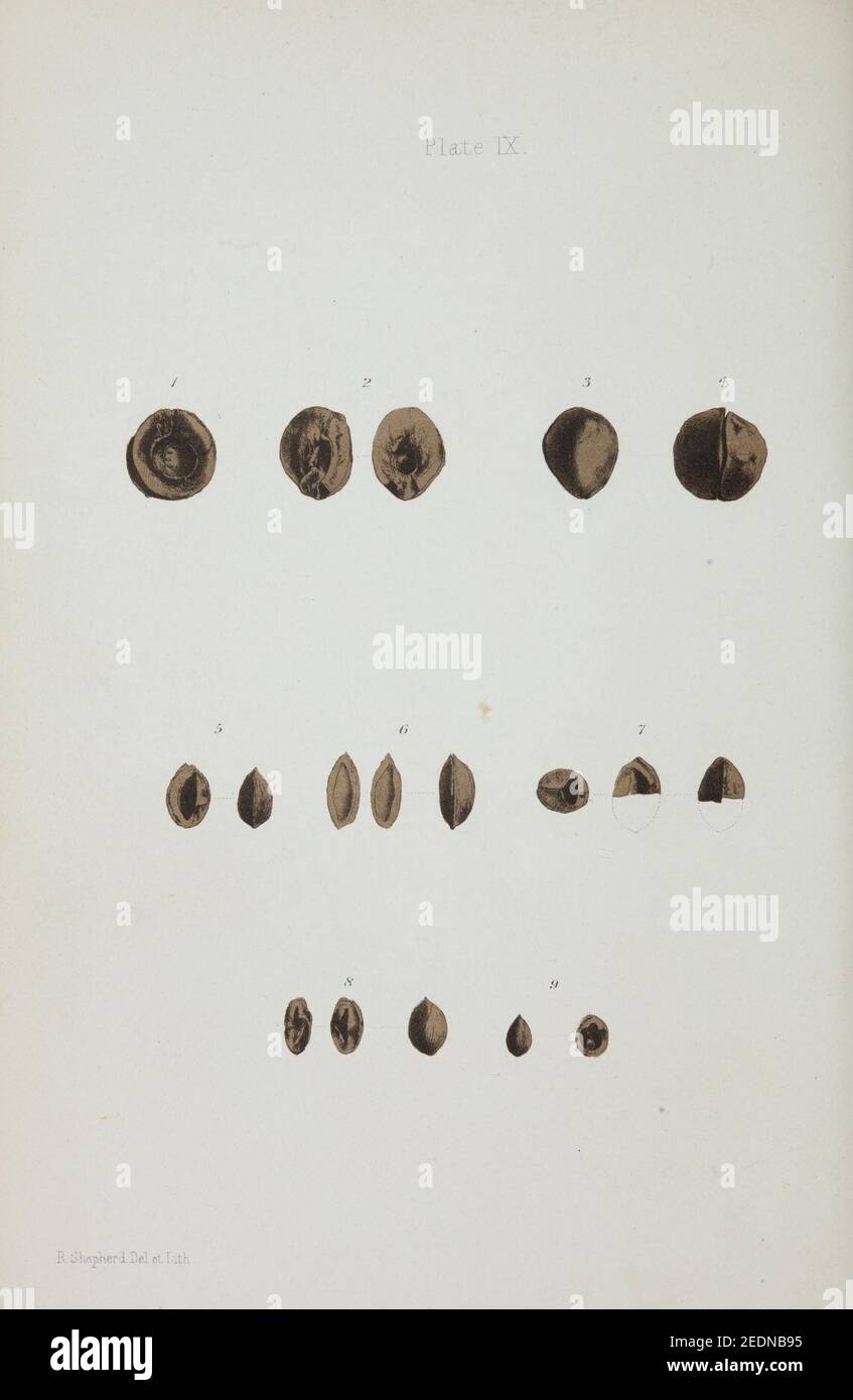 Observations on new vegetable fossils of the auriferous drifts (Plate ...