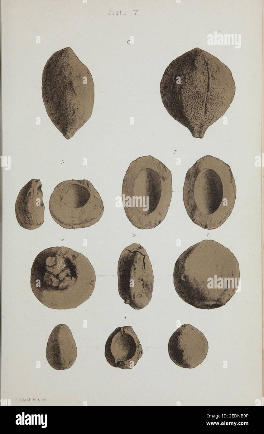Observations on new vegetable fossils of the auriferous drifts (Plate V ...