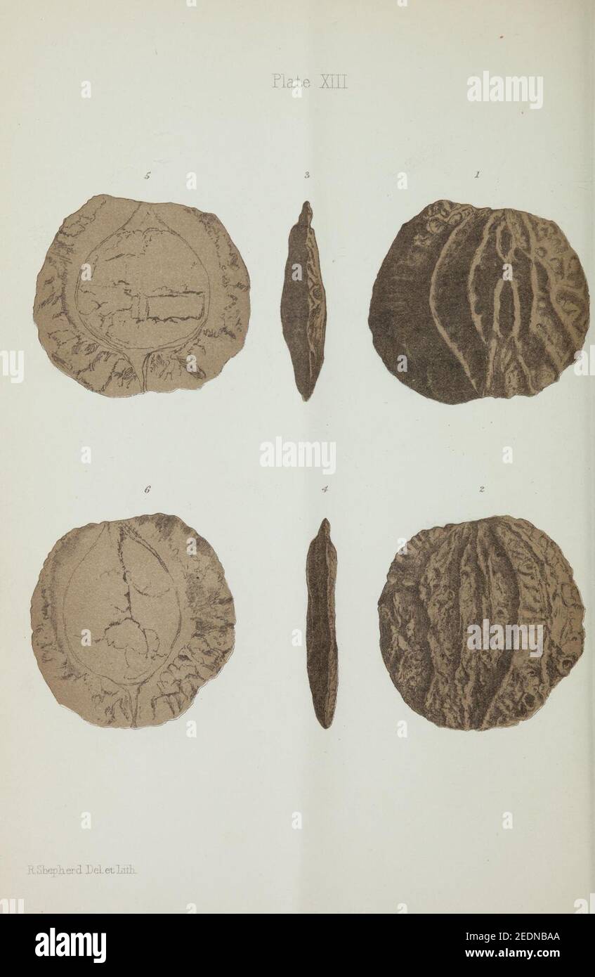 Observations on new vegetable fossils of the auriferous drifts (Plate ...