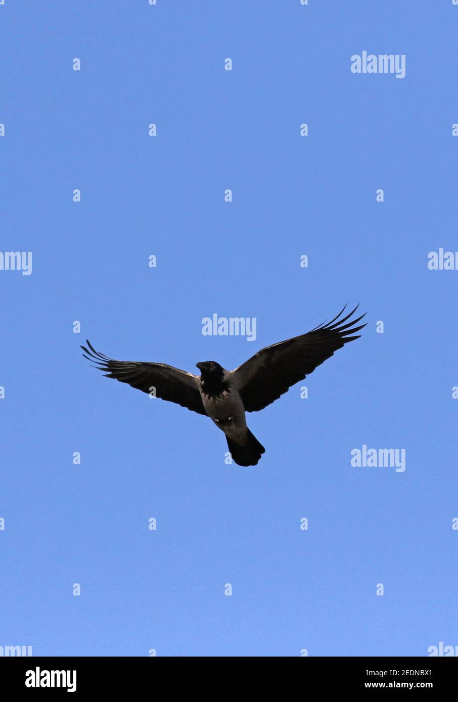 19.12.2020, Berlin, Berlin, Germany - Fog crow in flight.. 00S201219D633CAROEX.JPG [MODEL RELEASE: NO, PROPERTY RELEASE: NO (c) caro images / Sorge, h Stock Photo