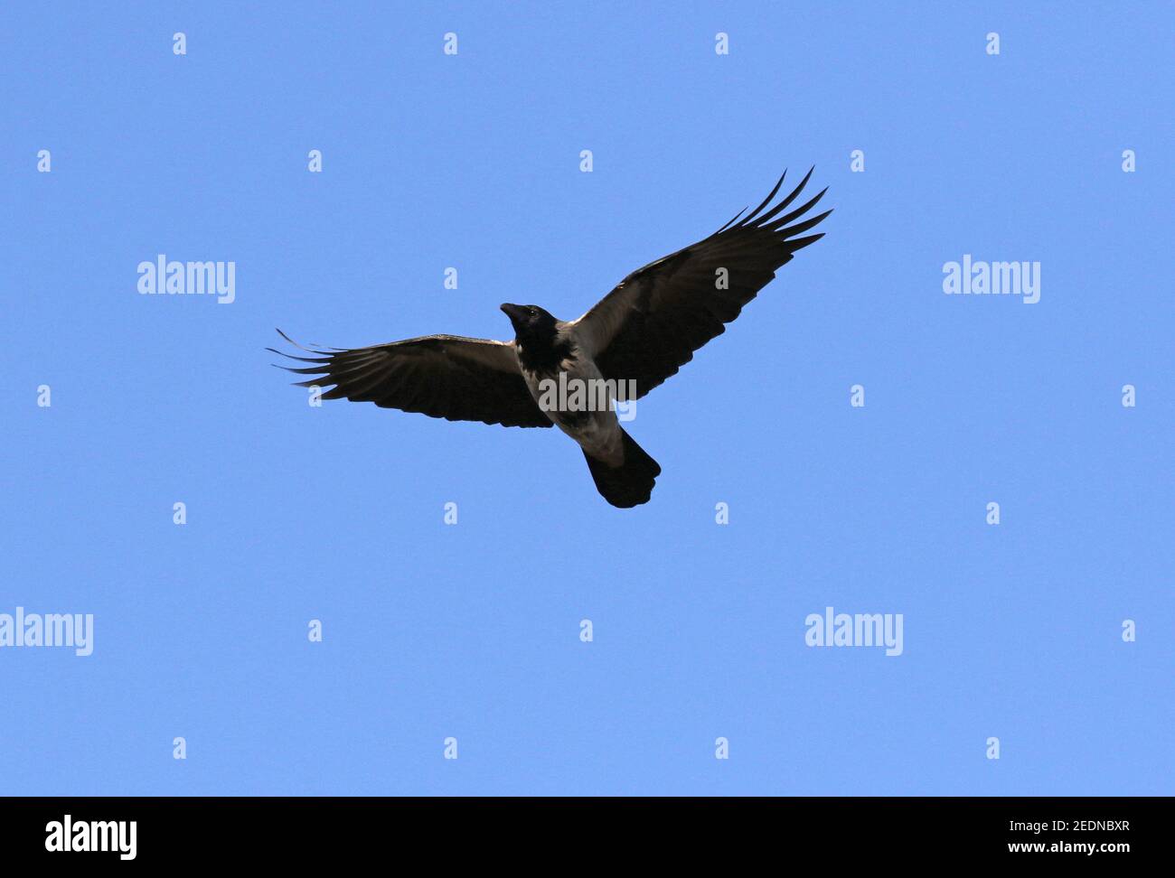 19.12.2020, Berlin, Berlin, Germany - Fog crow in flight.. 00S201219D634CAROEX.JPG [MODEL RELEASE: NO, PROPERTY RELEASE: NO (c) caro images / Sorge, h Stock Photo