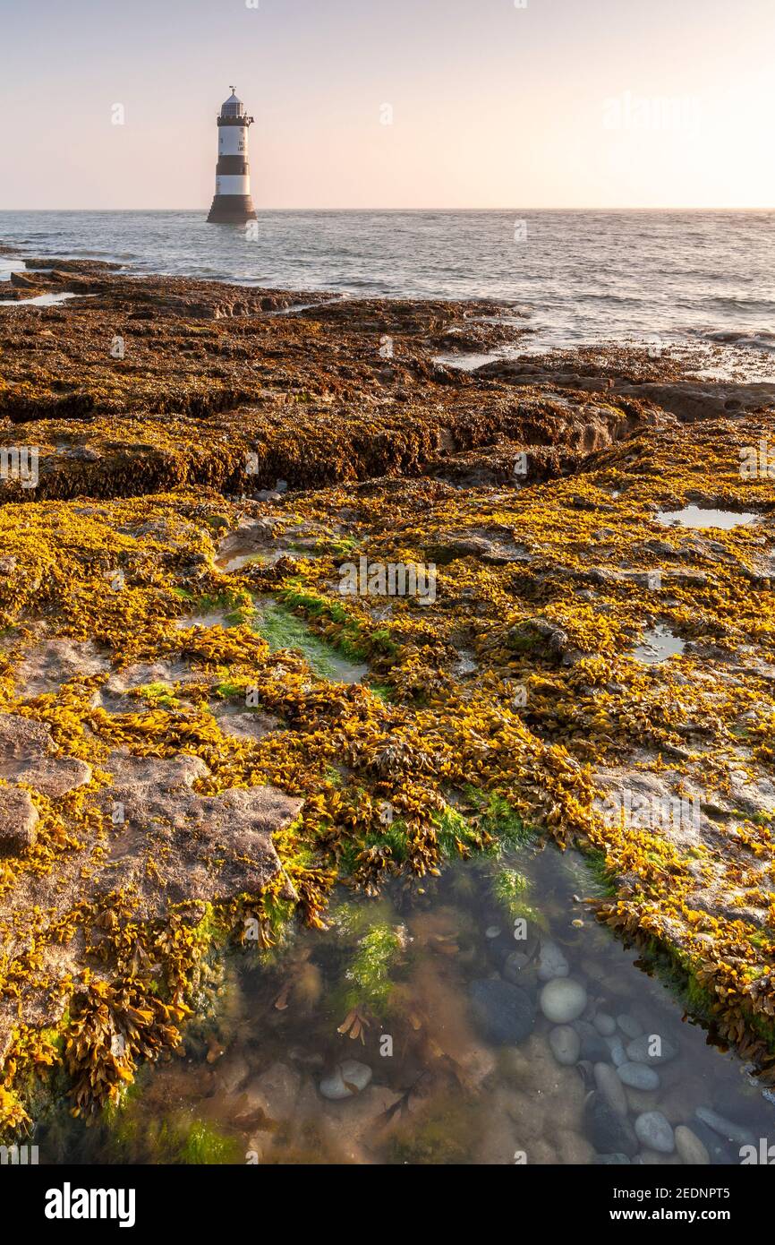 Penmon Point lighthouse at sunrise, Anglesey, North Wales Stock Photo
