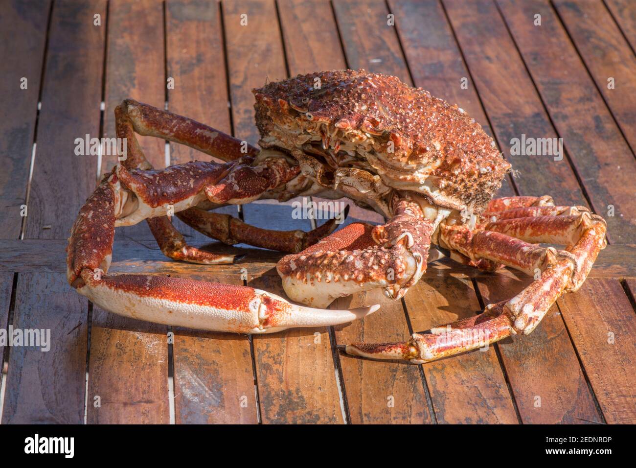 Spider crab on wooden table. A live spider crab on a wooden table. Stock Photo