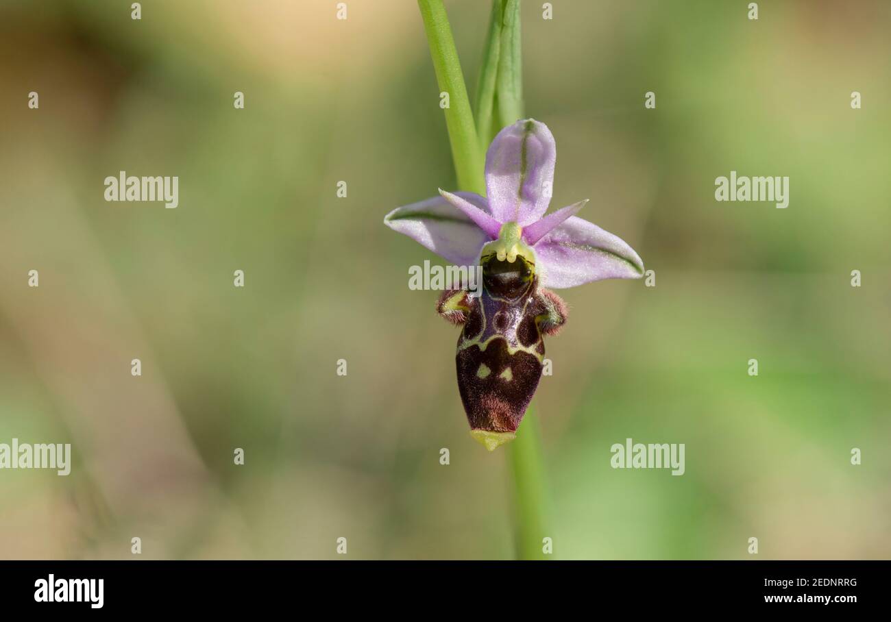 Woodcock Orchid, inflorescence, (Ophrys scolopax), wild orchid, Andalusia, Spain Stock Photo