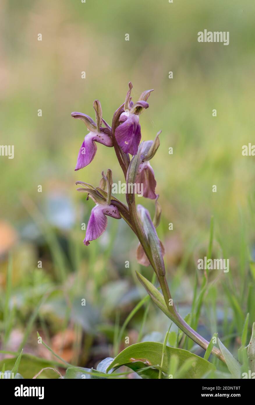 Fan-lipped Orchid, Orchis saccata also known as Orchis collina, wild orchid in Andalusia, Southern Spain Stock Photo
