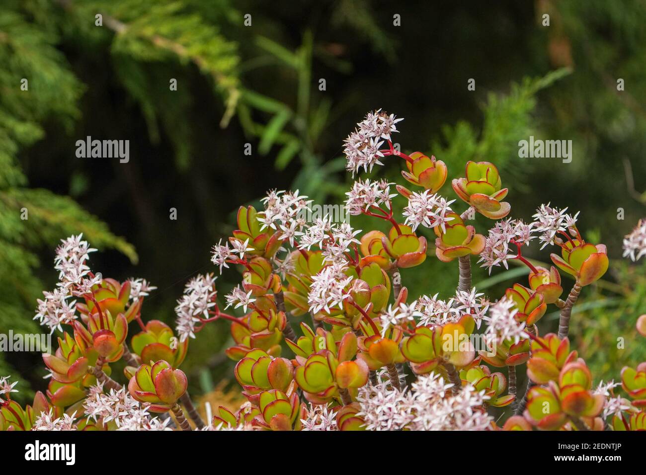 Flowers of Jade plant, Crassula ovata, succulent plant growing in a garden. Spain. Stock Photo