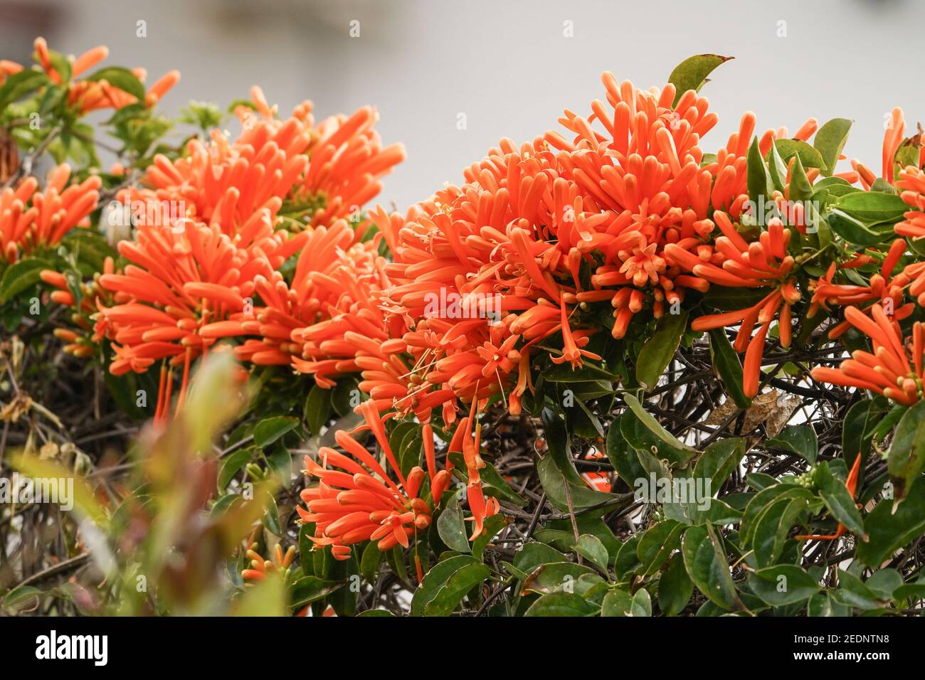 Flowers of Orange trumpet vine (Pyrostegia venusta) a winter flowering climber, Spain- Stock Photo