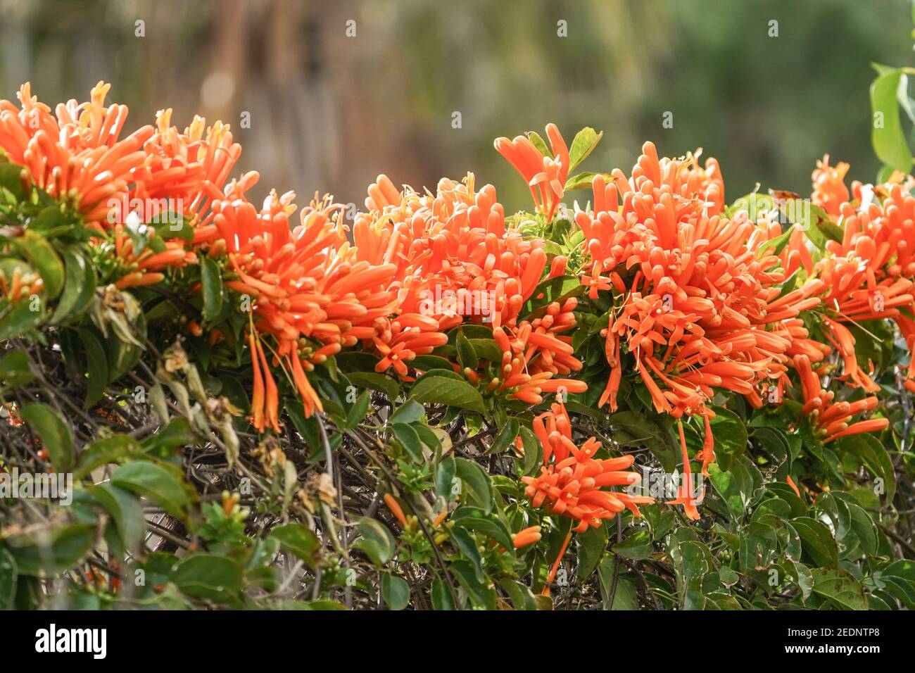 Flowers of Orange trumpet vine (Pyrostegia venusta) a winter flowering climber, Spain- Stock Photo