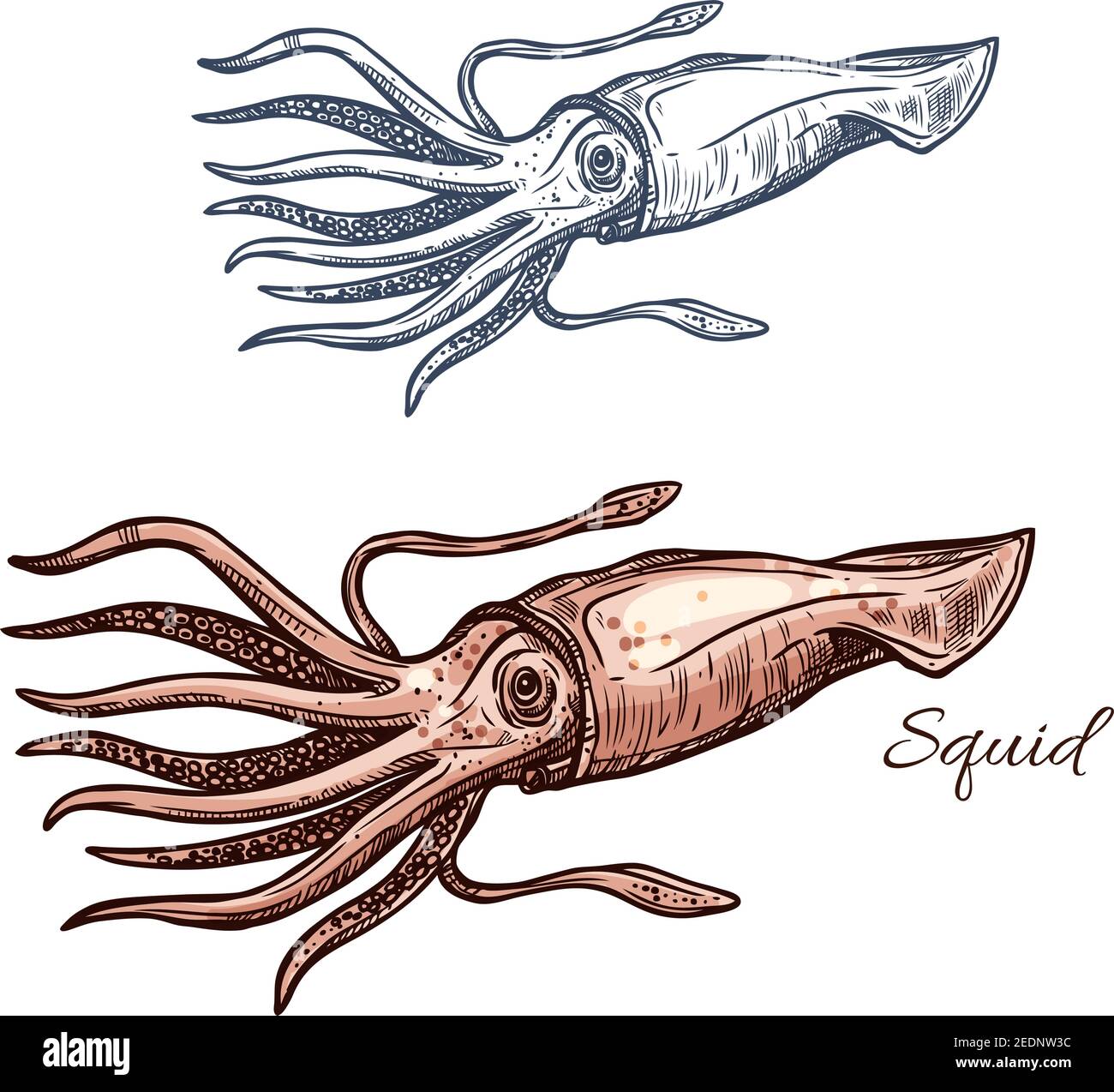 Squid isolated sketch. Invertebrate marine animal, european squid icon