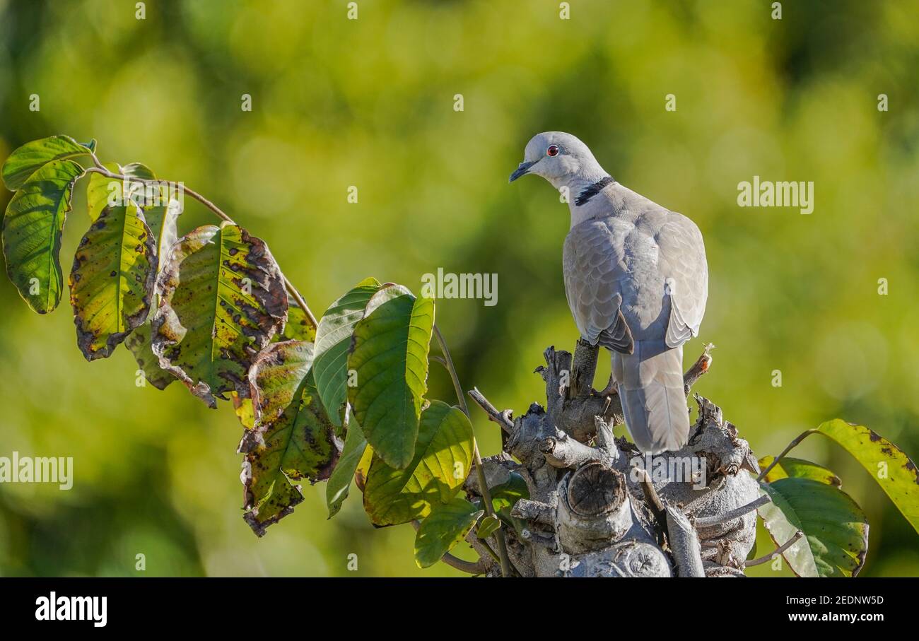 Eurasian collared dove, Streptopelia decaocto perched, in a garden, Andalusia, Spain. Stock Photo