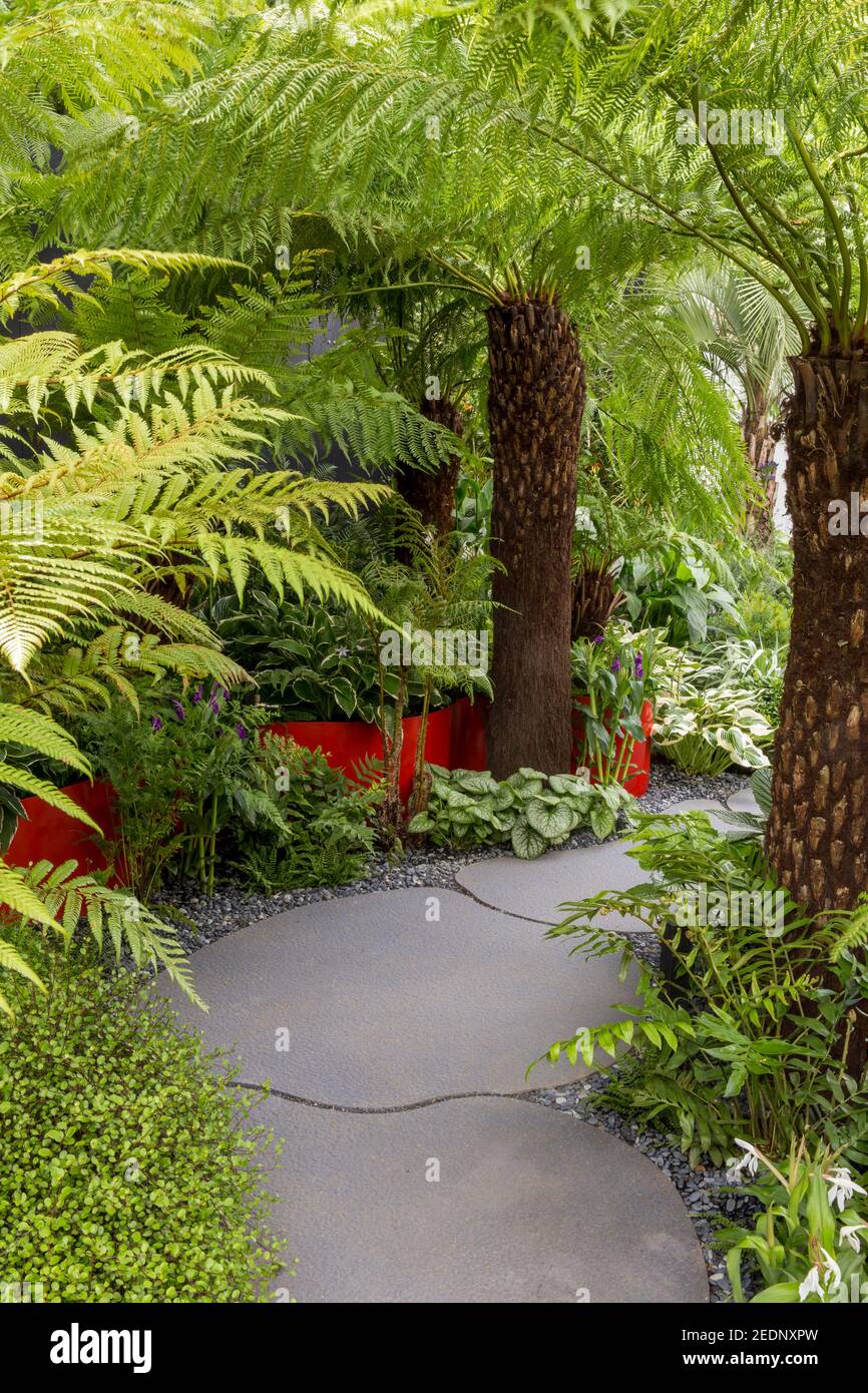 Tree ferns Dicksonia Antarctica and Squarrosa with a stone paved garden path in a front garden, evergreen border Hampton Court Flower Show  England UK Stock Photo