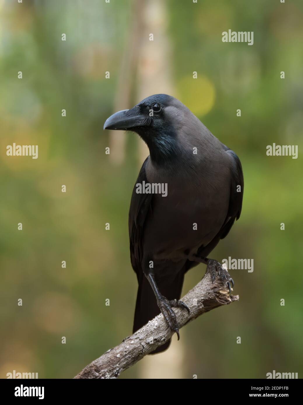 Grey crow hi-res stock photography and images - Alamy