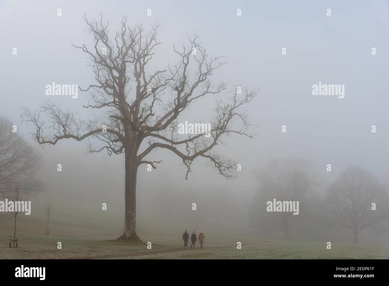 People walking lone tree Balloch Park, Scotland UK Stock Photo