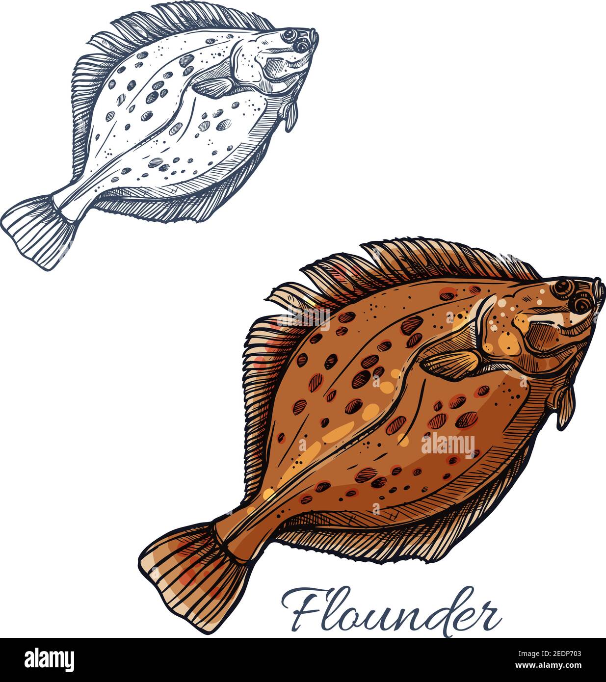 Flatfish atlantic Stock Vector Images Alamy