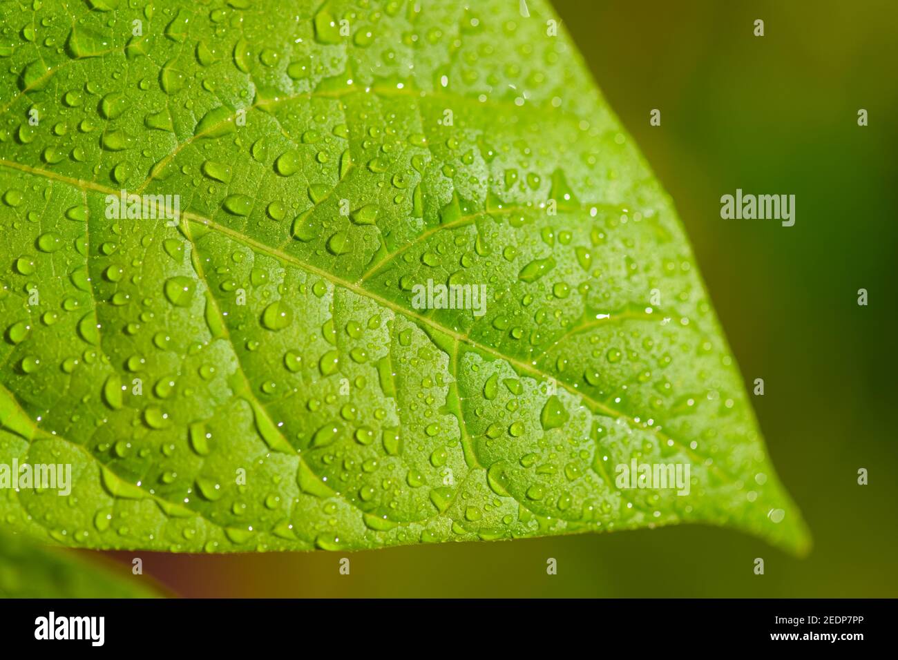 green leaf with dew drops, close up macro photo with copy space Stock ...