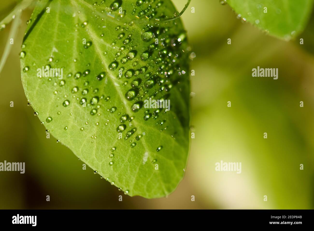 green leaf with dew drops, close up macro photo with copy space Stock ...