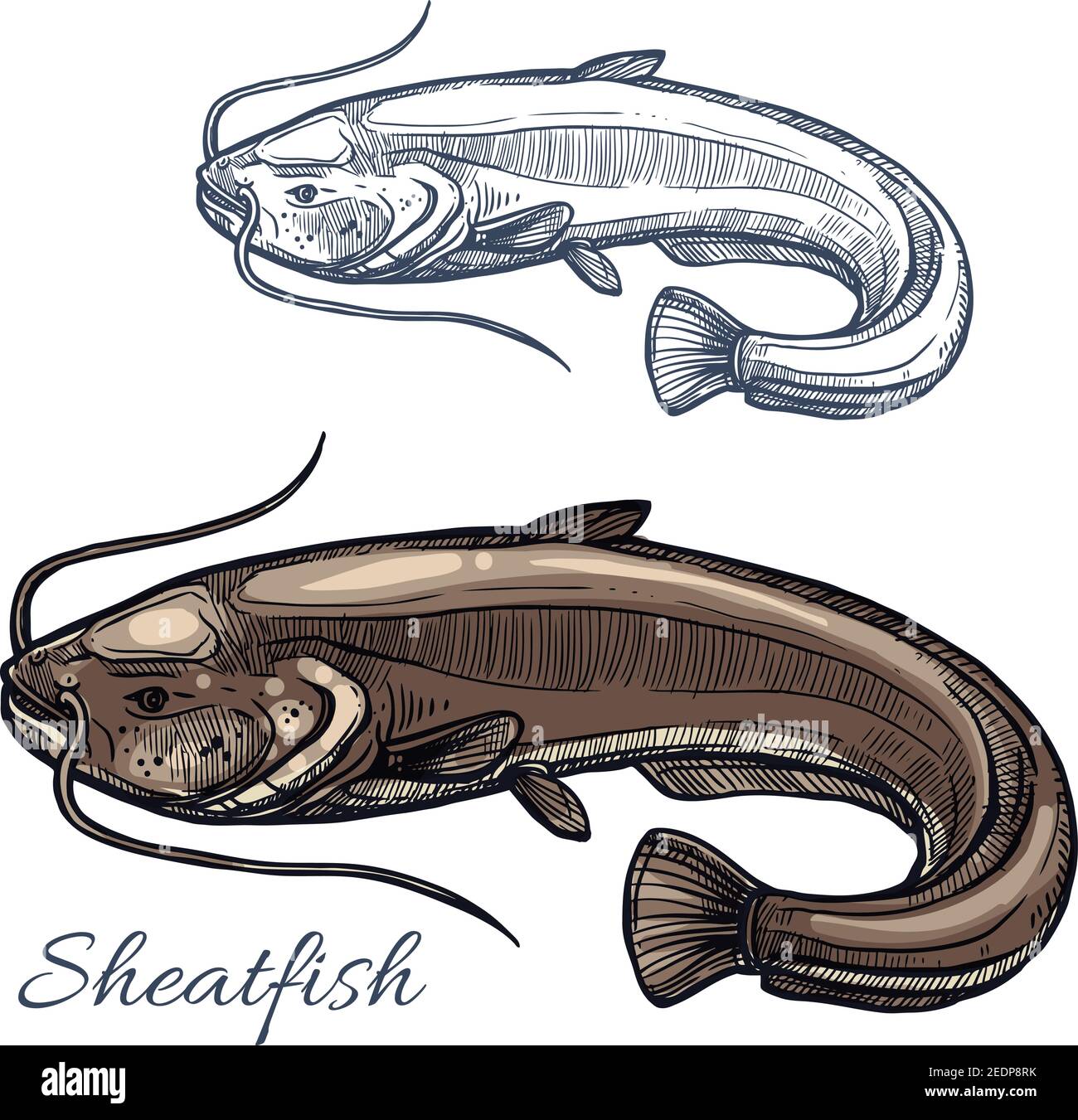 Catfish and fishing Stock Vector Images Alamy