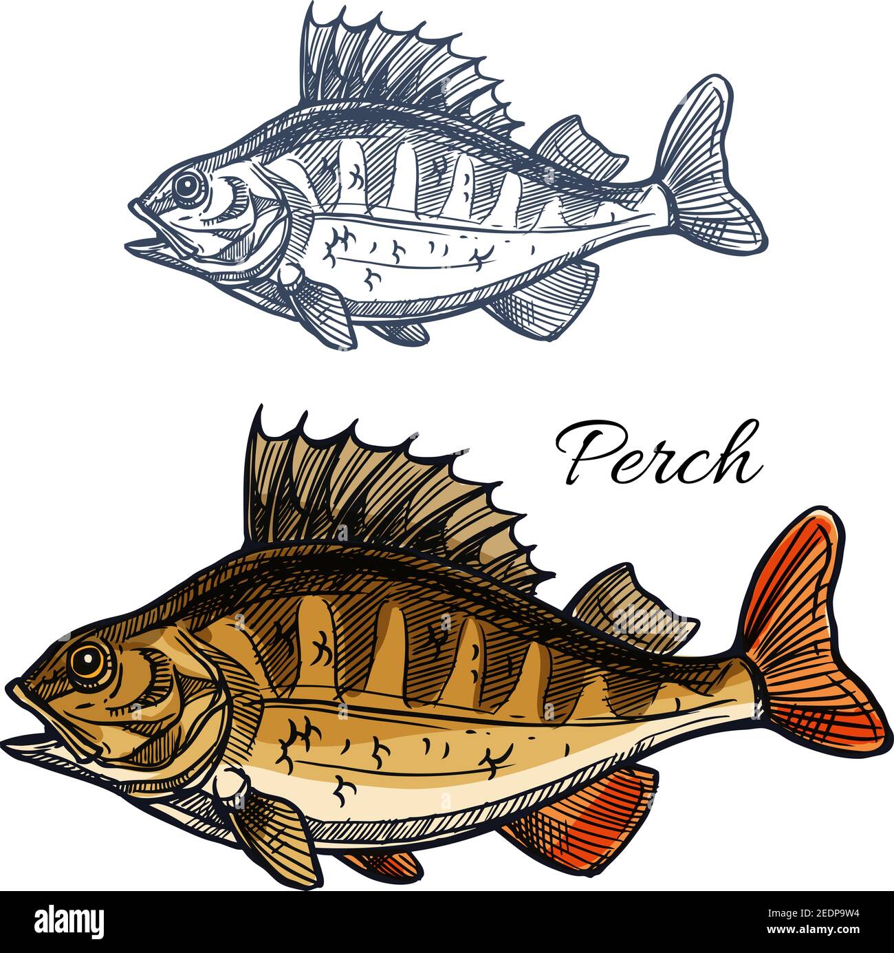 Perch fish sketch. Bass freshwater predatory game-fish with spiny dorsal fin isolated symbol. Fishing sport badge, fishery industry, fish market and s Stock Vector