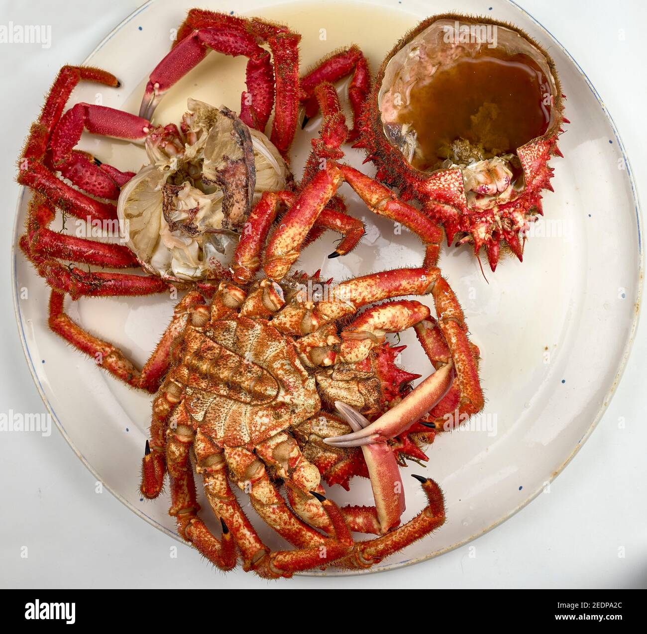 Spider crab from the estuaries of Galicia (Spain). This region is one