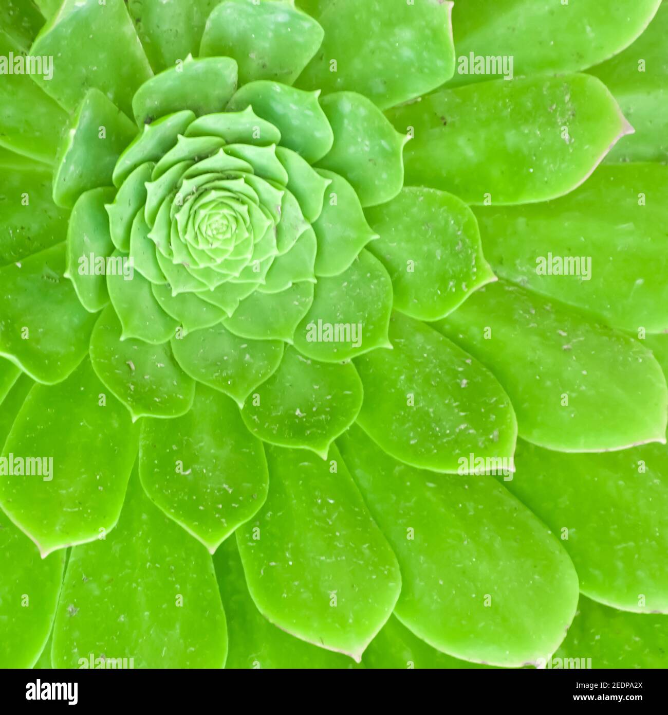 Rosette of leaves of an Aeonium arboreum commonly known as tree aeonium, tree houseleek, or Irish rose, is a succulent, subtropical subshrub in the fl Stock Photo