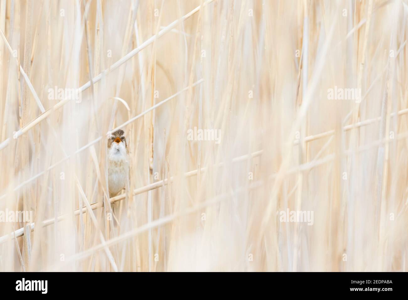 moustached warbler (Acrocephalus melanopogon), adult perched in the reed, France Stock Photo