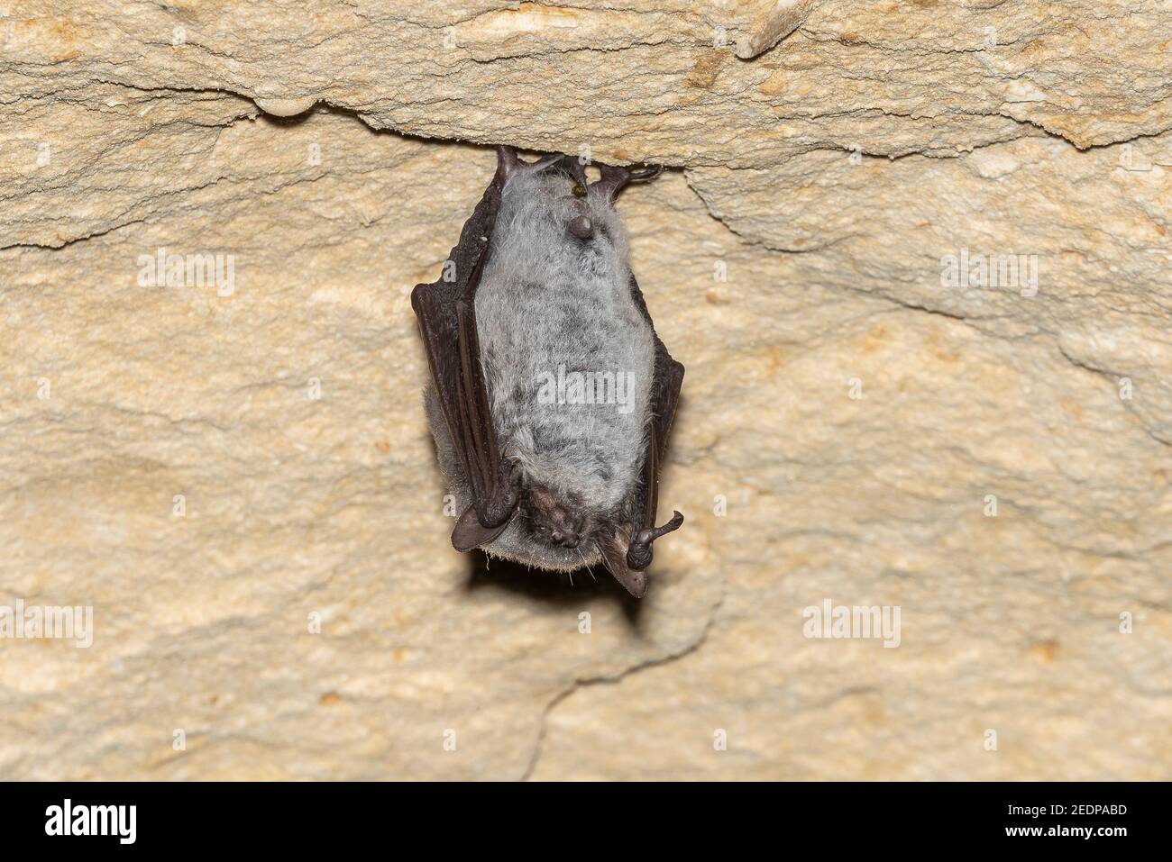 pond bat (Myotis dasycneme), perched in a cave, Belgium, Mont Saint Pierre Stock Photo