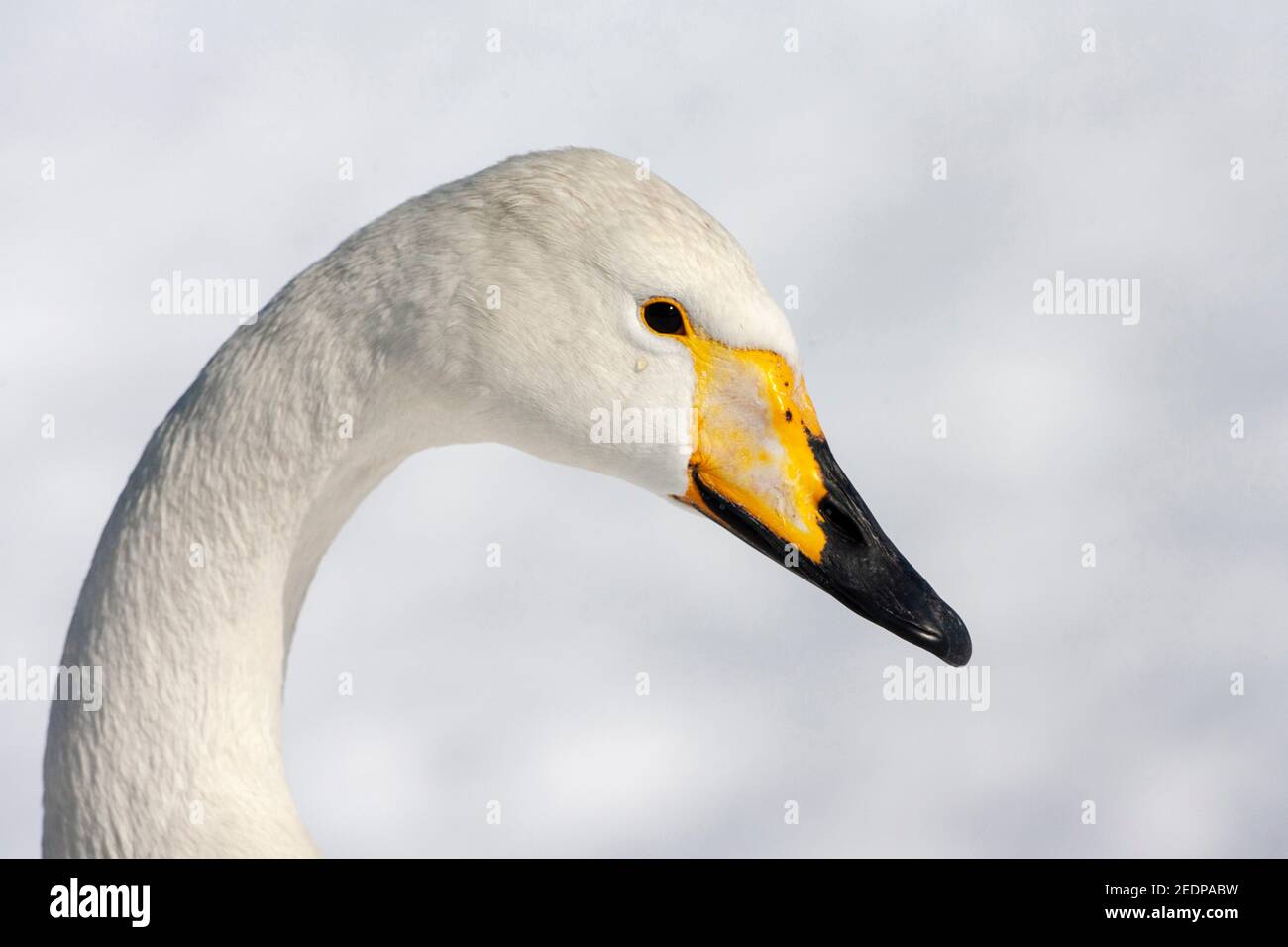 whooper swan (Cygnus cygnus), Portrait, Japan, Hokkaido Stock Photo