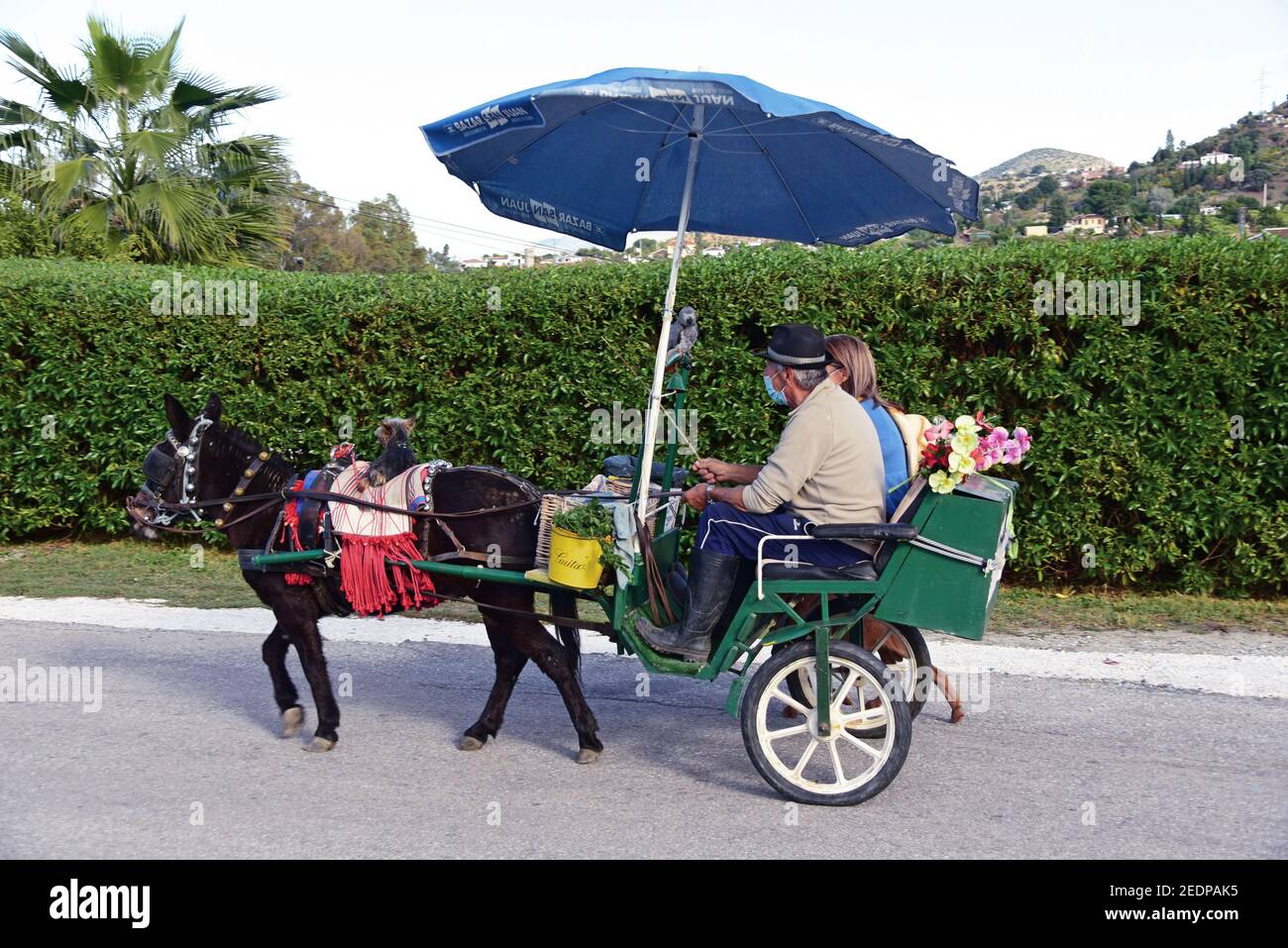 donkey cart at covid times, Spain, Andalusia, Ronda Stock Photo