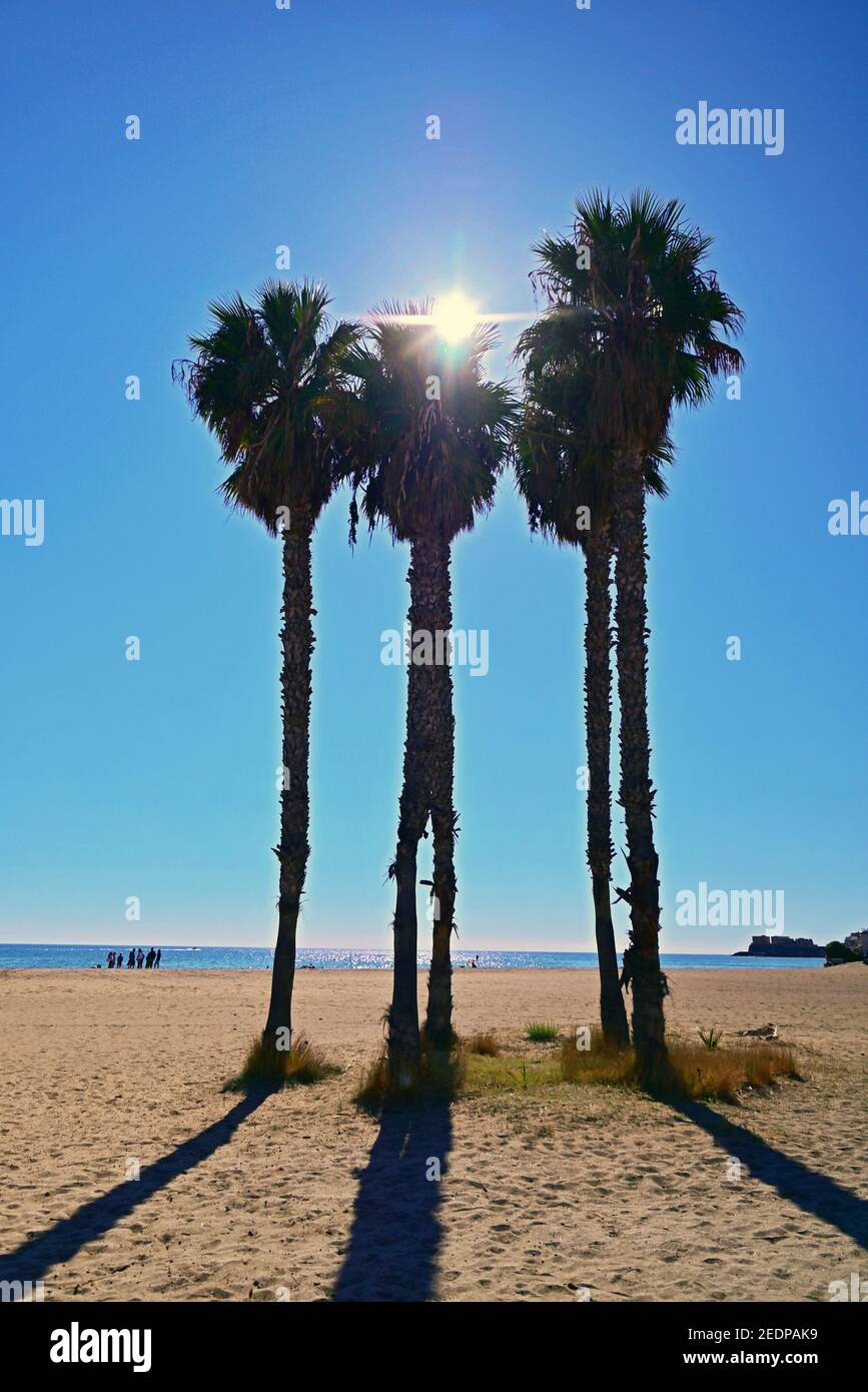 California fan palm, Petticoat Palm (Washingtonia filifera), palms on the beach of San Jose, Spain, Andalusia, Parque Natural de Cabo de Gata-Nijar, Stock Photo