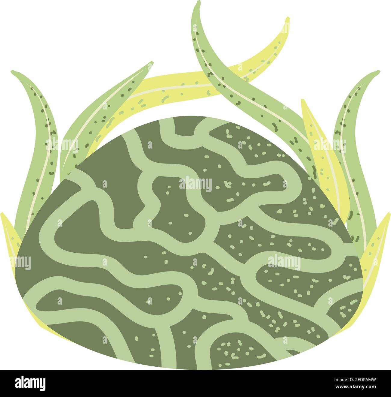 underwater world sea life coral and seaweed vector illustration Stock ...