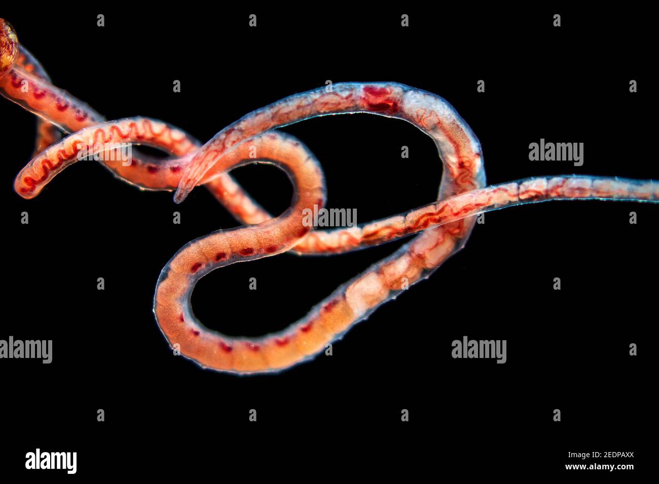 sludge-worms (Tubifex spec.), sludge-worm, dark-field microscope Stock Photo