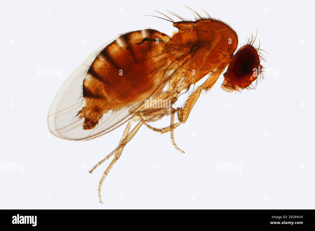 vinegar fly, fruit fly (Drosophila melanogaster), light microscopy Stock Photo