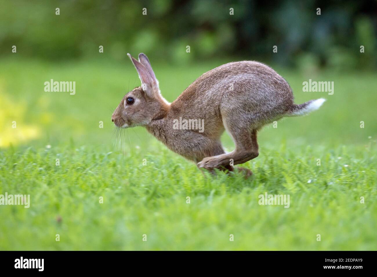 European rabbit (Oryctolagus cuniculus), young rabbit scampering over a meadow, side view, Germany Stock Photo