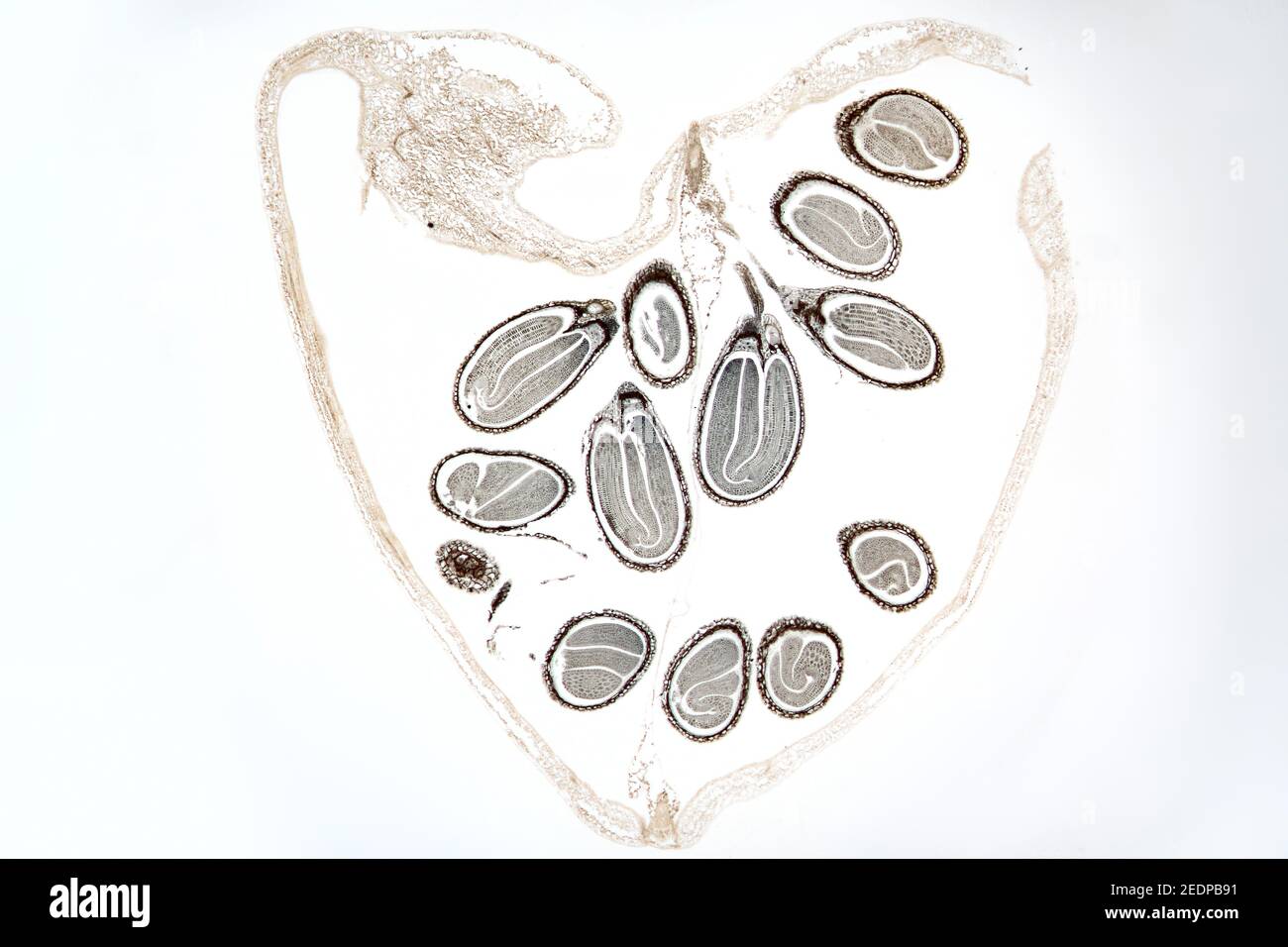 Shepherd's-purse (Capsella bursa-pastoris), longitudinals cut of the fruit, with seeds and their embryos, microtome section, Europe Stock Photo