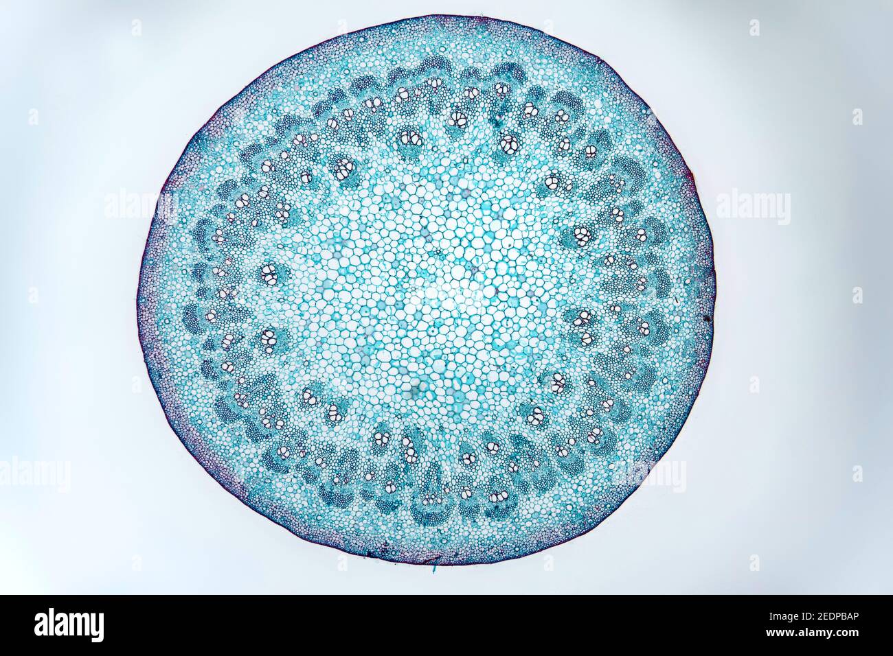 elder (Sambucus williamsii), cross section of an two years old stem of elder with vascular tissues, microtome section Stock Photo
